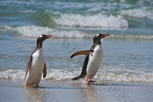 Gentoo企鹅Pygoscelis巴布亚走海滩桑德斯岛福克兰岛屿