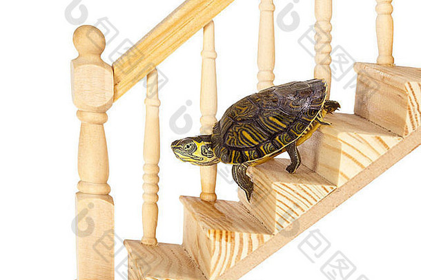 有趣的乌龟木楼梯