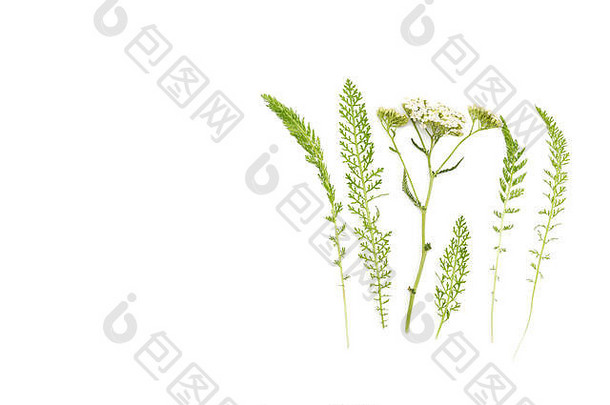 有创意的布局使白色亚罗花茎白色背景平躺Herbal医疗保健概念最小的风格空间文本