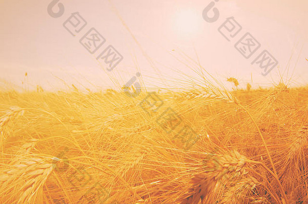小麦场成熟的耳朵准备好了收获日落光