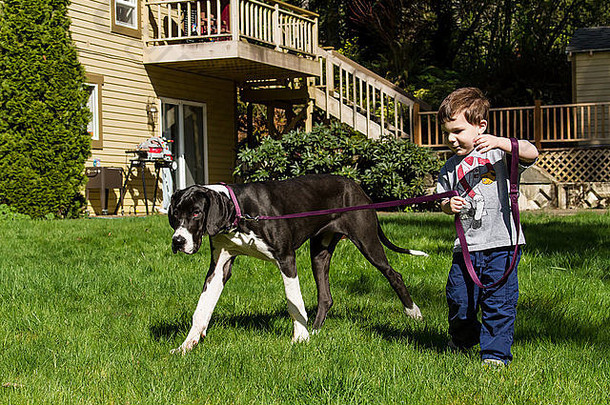 一年男孩尝试月伟大的戴恩小狗雅典娜走后院