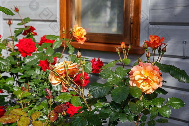 美丽的橙色红色的玫瑰花园