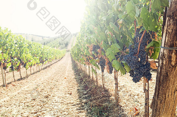 托斯卡纳葡萄园红色的葡萄准备好了收获