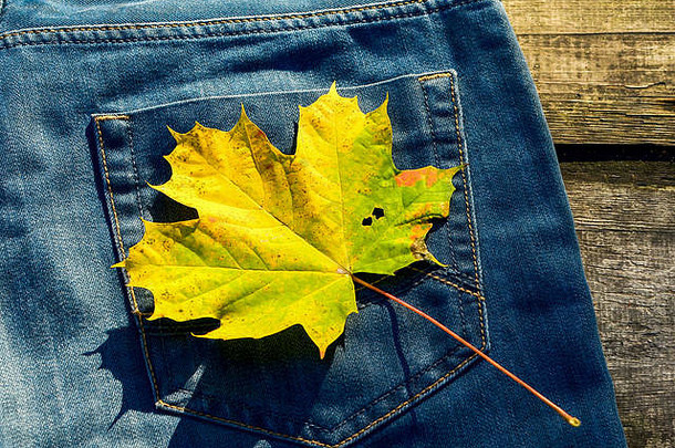 黄色的秋天叶蓝色的牛仔裤口袋背景