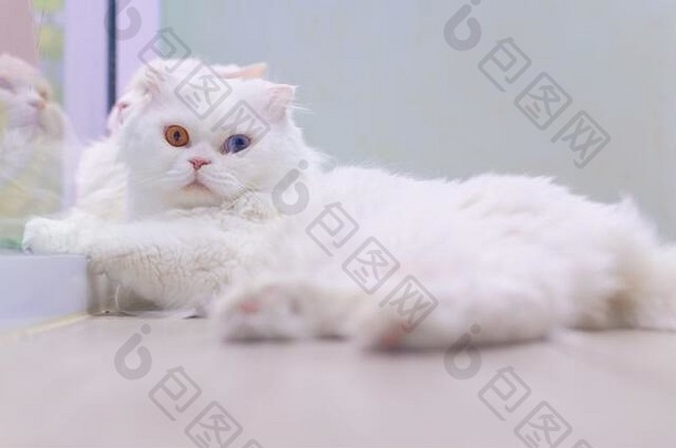 年轻的可爱的猫休息木地板上苏格兰褶皱长发有来历的小猫眼睛颜色猫