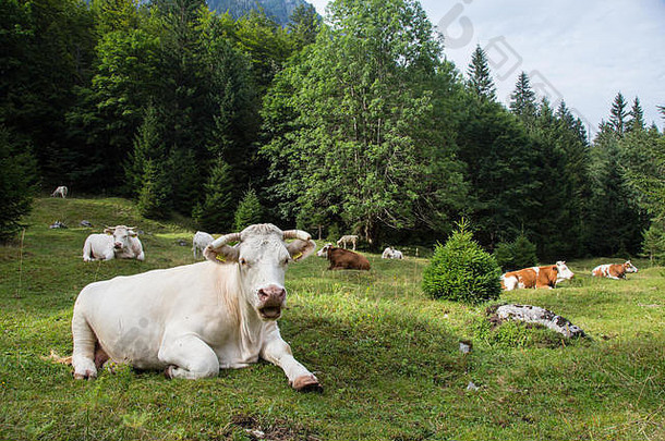 牛放牧高山草地斯洛文尼亚