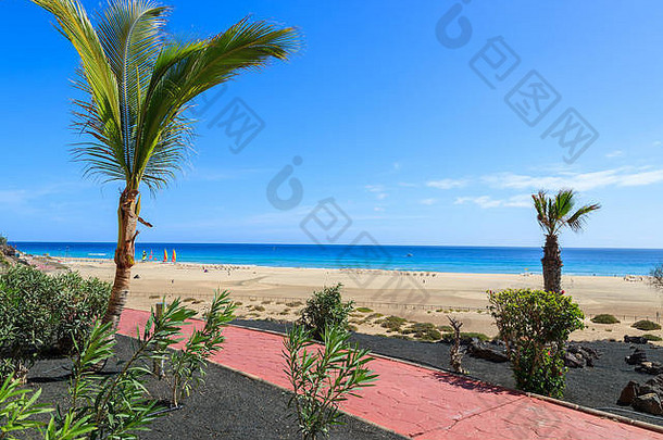 棕榈树死的Jable沿海散步海滩视图Fuerteventura金丝雀岛屿西班牙