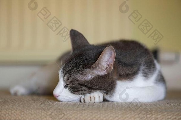 灰色白色猫说谎睡着了地毯的地板上前面散热器