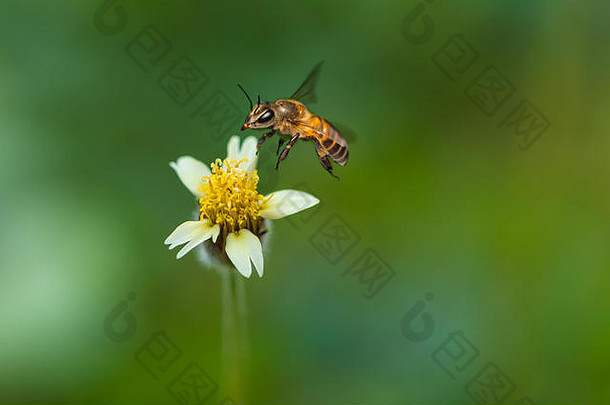蜜蜂机上接近三达克斯procumbens花收集花蜜