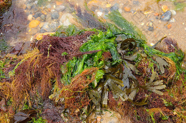 色彩鲜艳的海藻洗海滩低潮西威尔士