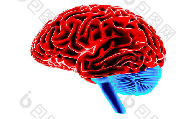 人类大脑渲染