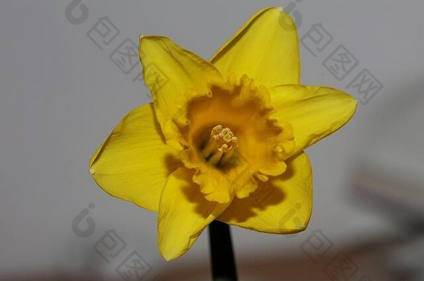 黄色的花宏背景高质量那喀索斯pseudonarcissus家庭石蒜科