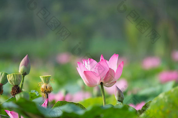 粉红色的莲花花皇室高质量免费的股票镜头美丽的粉红色的莲花花背景粉红色的莲花花绿色叶