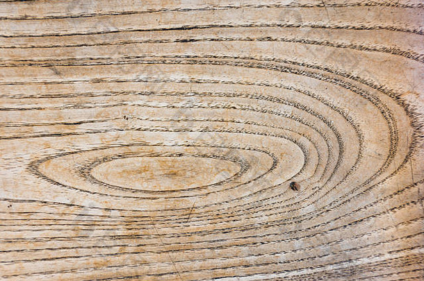 木表面董事会使灰木模式形成年度环ring-porous木径向交叉部分结构可见迹象