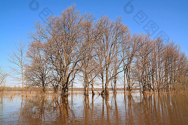 洪水橡木木