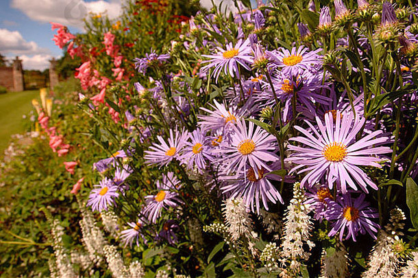 雏菊紫锥菊紫竹马格纳斯边境奥兹尔沃思公园格洛斯特郡
