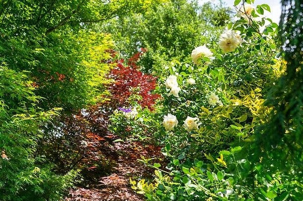色彩鲜艳的牡丹日益增长的花园