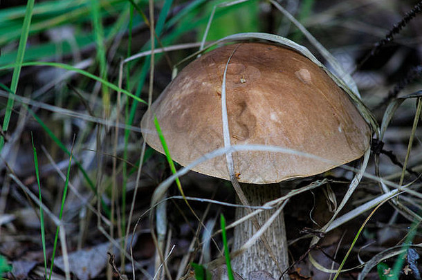 棕色（的）蘑菇莱奇纳姆scabrum一般rough-stemmed牛肝菌黑星病茎桦木牛肝菌森林草蘑菇小孩