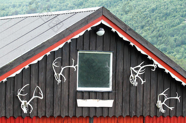 驯鹿鹿角外观挪威