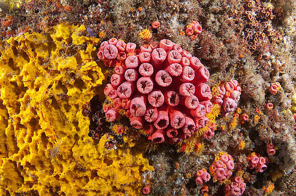 tubastrea太阳珊瑚<strong>入侵</strong>者<strong>物种</strong>arraial下士里约1月巴西