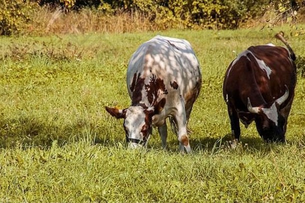 发现了牛啃食绿色草地