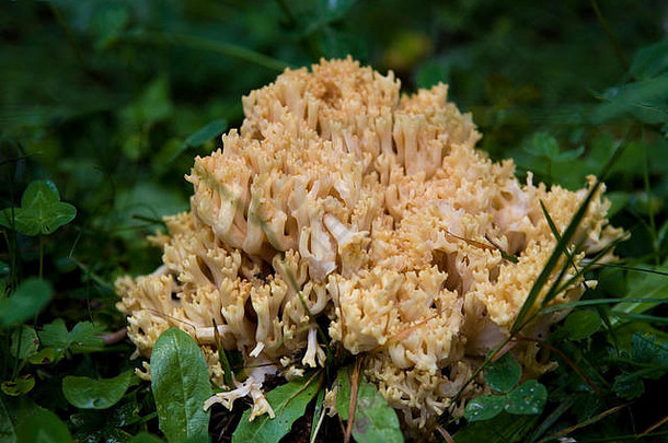 林地真菌拉马里亚黄色的stalden伯恩高地瑞士