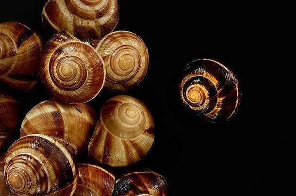 田螺可食用的土地蜗牛食物静物特写镜头