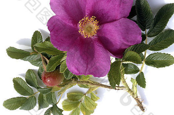 阿菲尔罗斯蔷薇属金属马铃薯玫瑰
