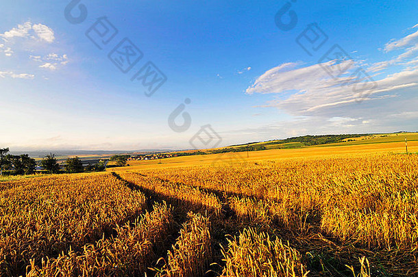 太阳闪亮的巨大的小麦字段捷克共和国