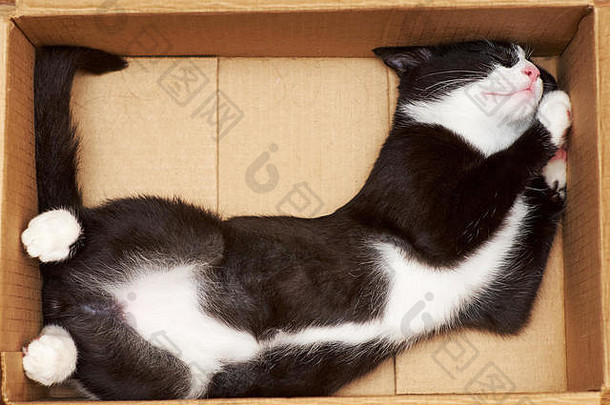 有趣的猫填满体积盒子提示尾巴度