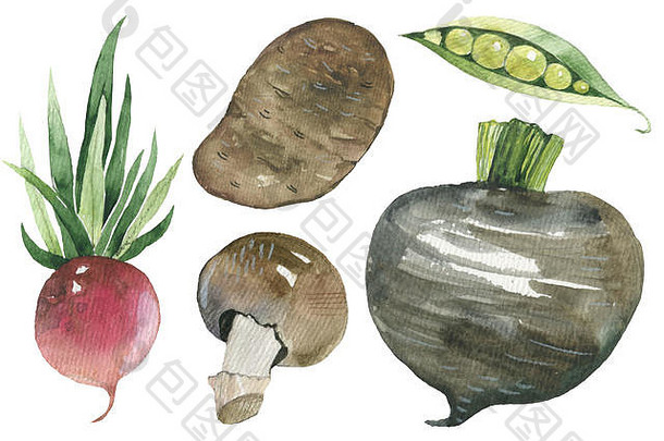 集美味的蔬菜水彩插图