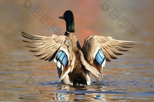 德雷克野鸭鸭扑翅膀冬天湖显示紫色的翼羽毛窥器