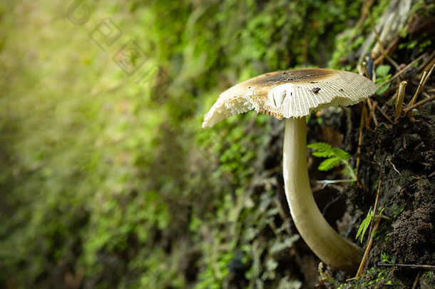 特写镜头单蘑菇雨森林早....光光滑的绿色自然背景复制空间文本概念丰富自然