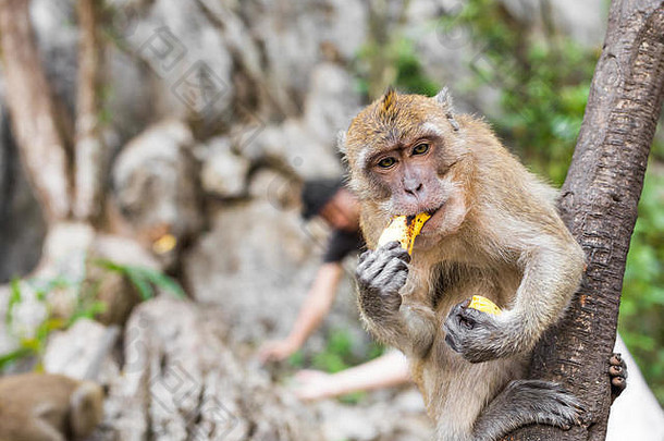 猴子坐在吃香蕉
