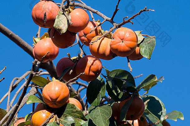 日期李子柿子水果日益增长的树分支