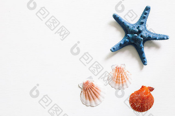贝类海星白色背景夏天海洋装饰