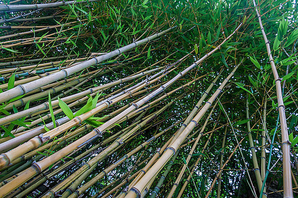竹子部落开花常年常绿植物草家庭禾本科