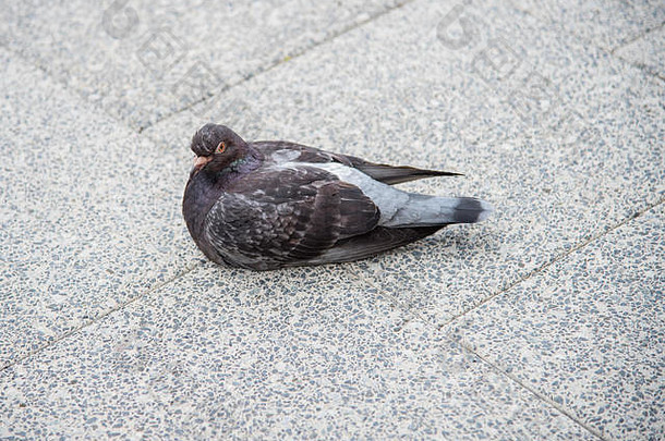 单灰色鸽子休息城市人行道上珀斯西方澳大利亚