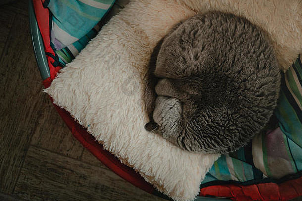 特写镜头英国猫滚球睡眠