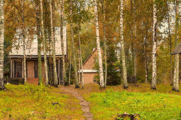 房子边缘秋天桦木森林