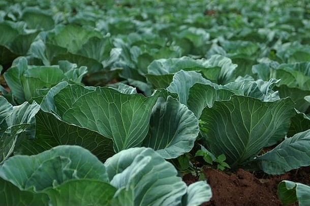 绿色新鲜的卷心菜日益增长的肥沃的非洲壤土土壤