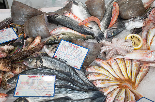 新鲜的海鲜鱼显示表格出售鱼市场巴里意大利剑鱼鱿鱼墨鱼章鱼红色的scorpionf