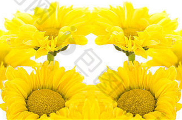 美丽的黄色的菊花白色背景