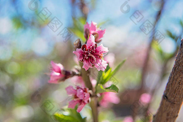 桃子花朵春天时间