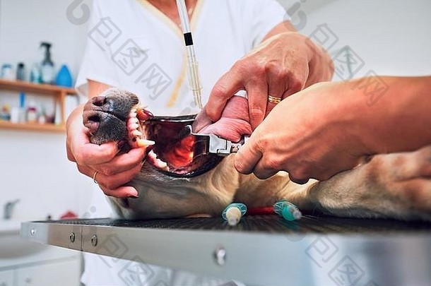 兽医护士把管子插进病狗之前肿瘤手术