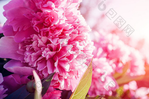粉红色的<strong>牡丹</strong>花花园日落春天夏天开花盛开的植物在户外