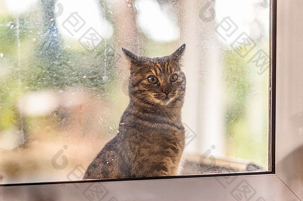 可爱的猫内部脏窗口