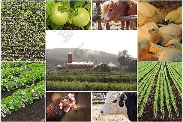 马赛克农场动物农业图像拼贴画图像