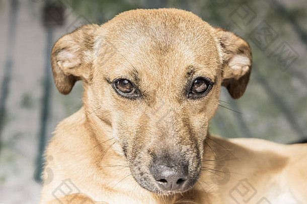 棕色（的）可爱的小狗狗孤立的白色绿色背景救援宠物狗可爱的眼睛