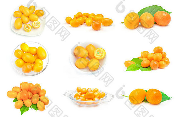 集金橘